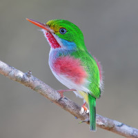 Cuban Tody